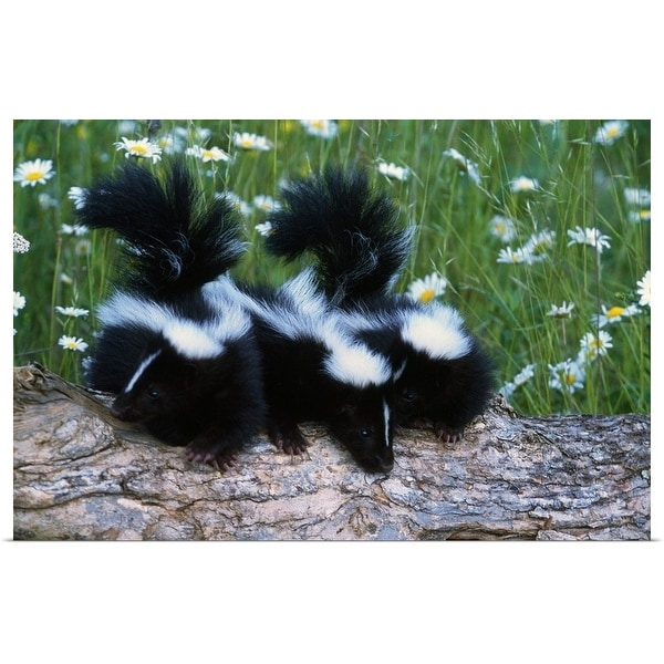 "Three young skunks on log in wildflower meadow, Minnesota" Poster Print