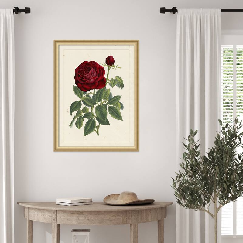 Van Houtteano Rose No. 2 Wood Framed Wall Art Print
