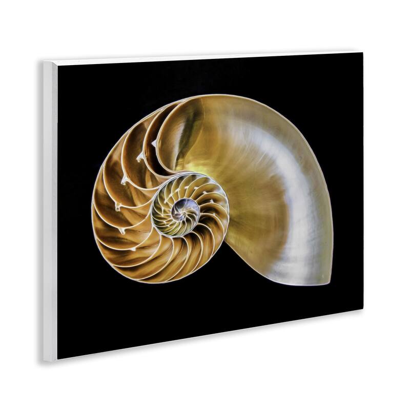 Stupell Tan Nautilus Shell on Black Wall Plaque Art Design By Mary Lou Johnson