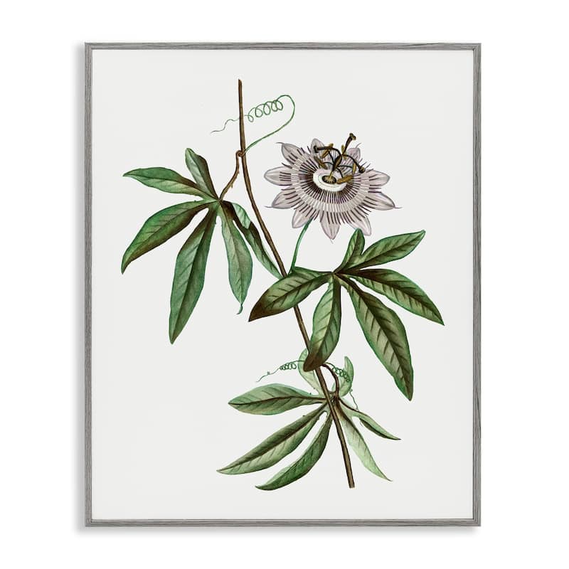 Stupell Vintage Circular Bloom Framed Giclee Art Design By CAD Designs - 24 x 30 - Grey