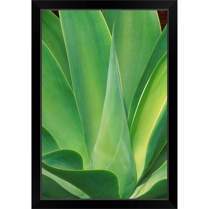 "Cactus, southern California" Black Framed Print
