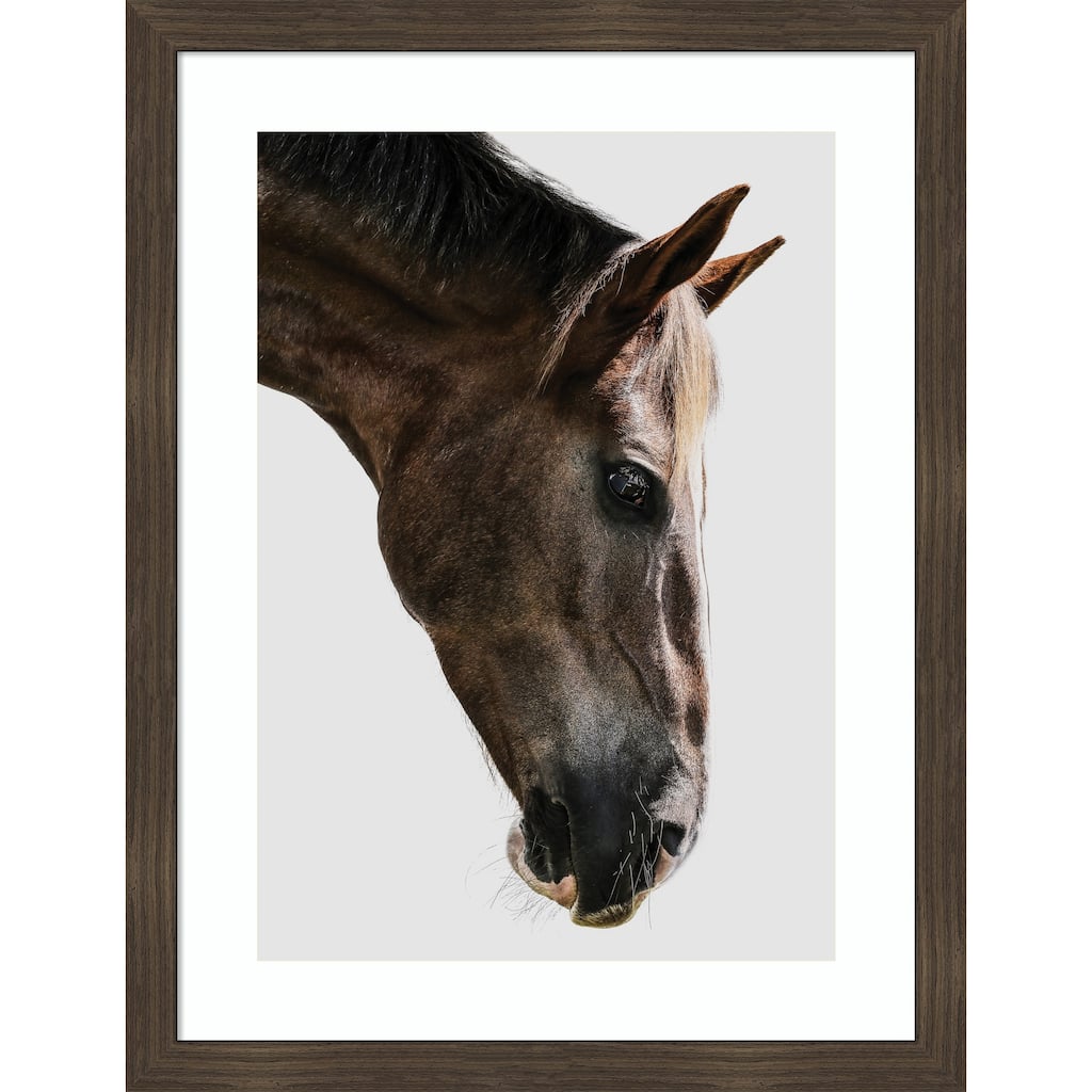Majestic Equine Gaze by Shot by Clint Wood Framed Wall Art Print