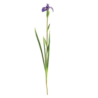 Dutch Iris Stem 35