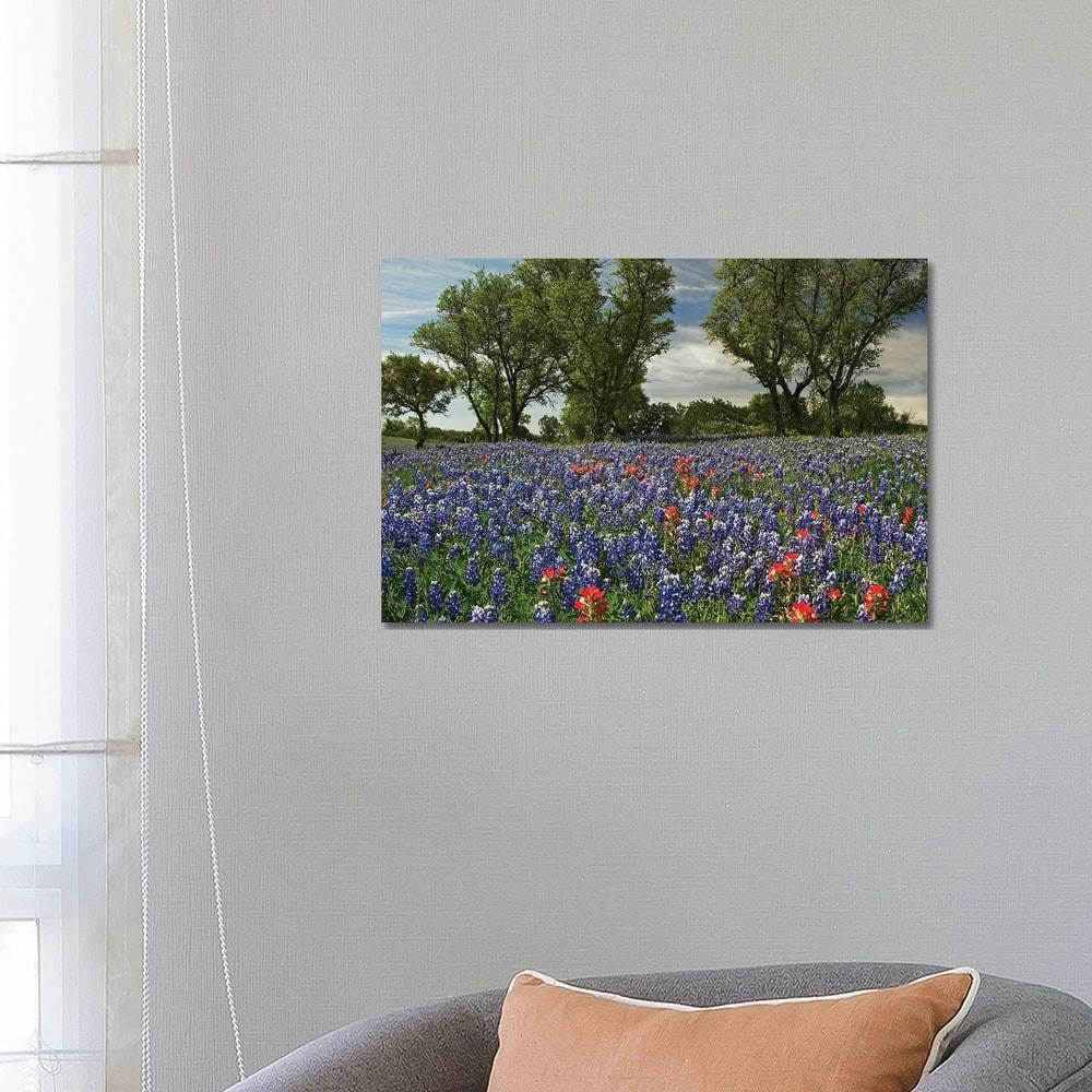 iCanvas "Sand Bluebonnet And Indian Paintbrush Flowers In Bloom, Hill Country, Texas" by Tim Fitzharris Canvas Print