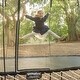preview thumbnail 5 of 6, Springfree Trampoline Kids Oval 8 x 13 Ft Trampoline & FlexrHoop Basketball Game - 63