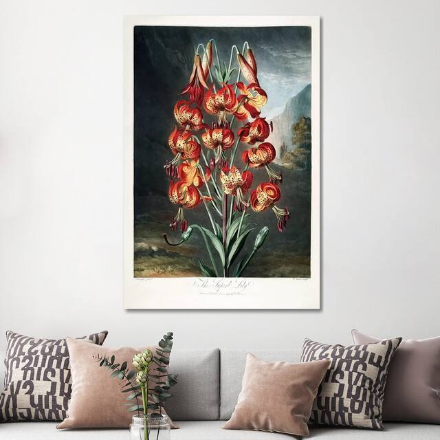 iCanvas "The Superb Lily" by Philip Reinagle Canvas Print