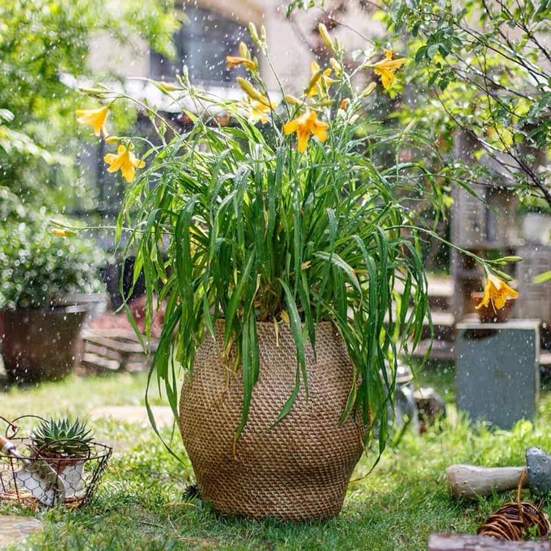 RusticReach Large Basket Cement Pot Backyard Planter