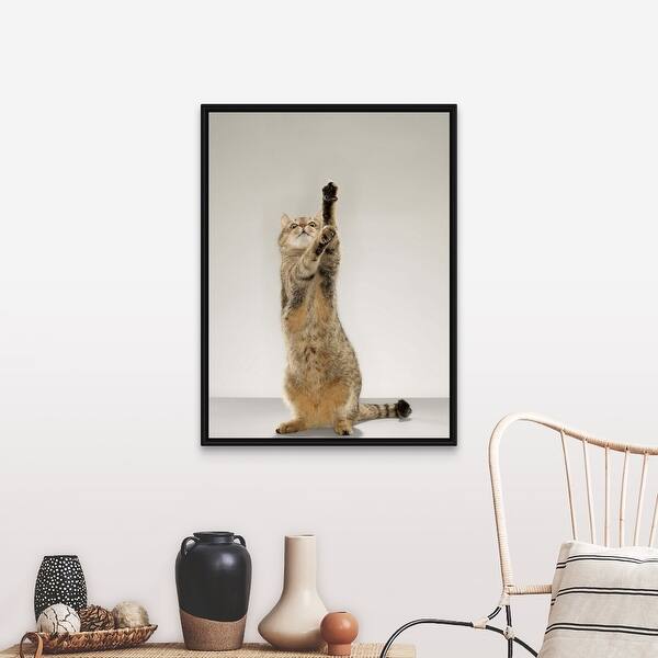 Shop Tabby Cat Standing On Hind Legs With Stretching Out Paw Black Float Frame Canvas Art Overstock 25499515