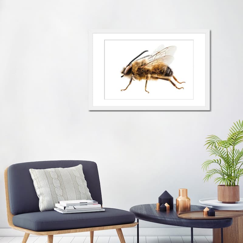 iCanvas "Bee Species Eucera Longicornis Common Name Solitary Miner Bee" by Paul Rommer