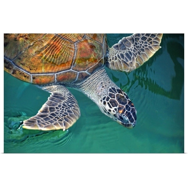 "Close up of a sea turtle, Tanjung Pinang kelong." Poster Print
