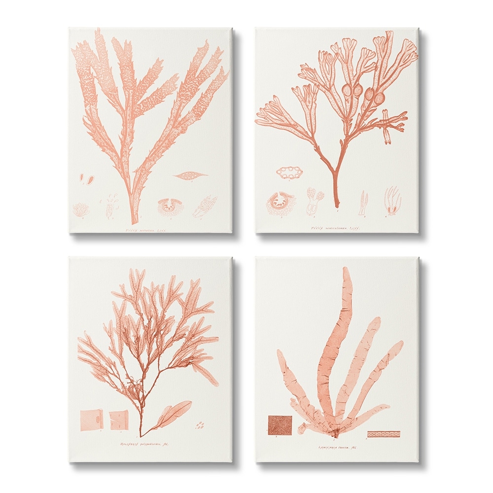 Stupell Coral Red Seaweed Vintage Scientific Study 4 Piece Canvas Wall Art Set Design By Vision Studio
