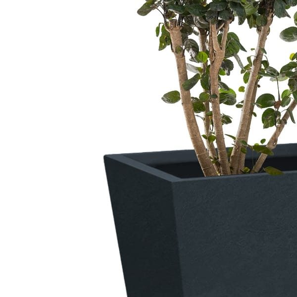 green hydrangea plants Proven Winners ColorChoice 6 inch Fairytrail Green Cascade Hydrangea Live Plant in 7.5 inch Pot, Size: 1.00 GAL main image 1