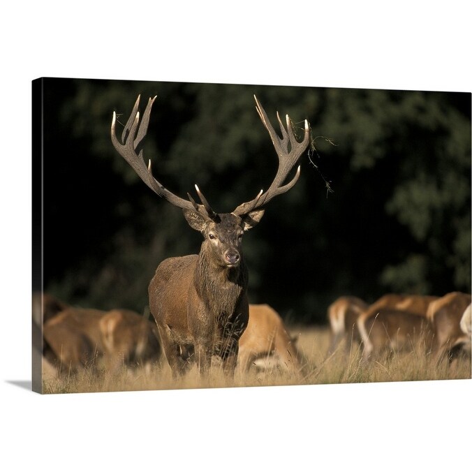 Shop Deer Canvas Wall Art Overstock 16853841