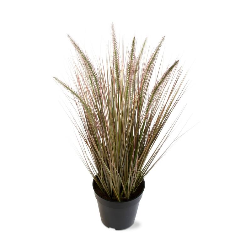 Cattail Grass