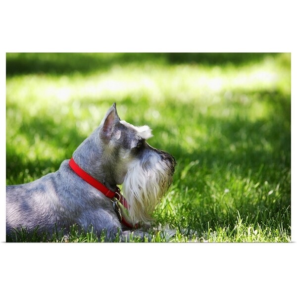 "A Schnauzer laying in the grass on a sunny day" Poster Print