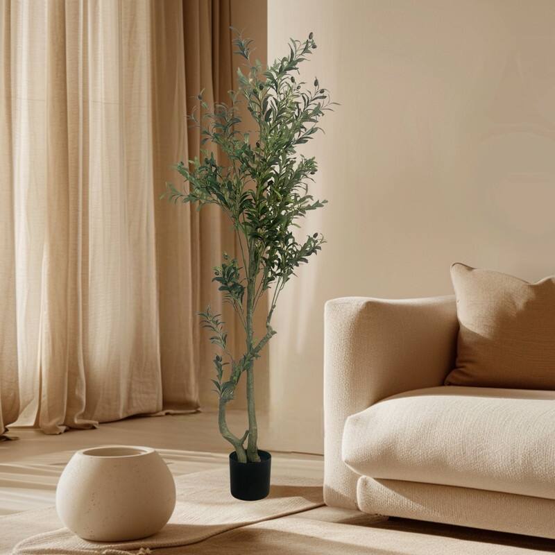 Olive Tree used in garden and outdoor, backyard