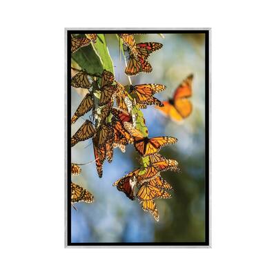 iCanvas "Usa, California, San Luis Obispo County. Clustering Monarch Butterflies On Branches." by Jaynes Gallery Framed