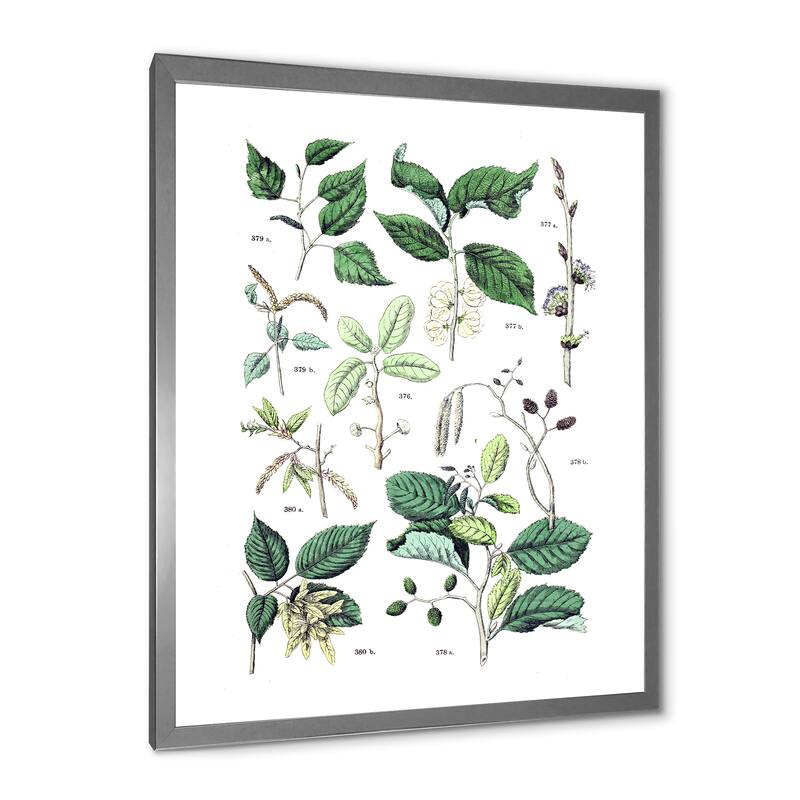 Designart "Vintage Botanicals VIII" Traditional Framed Art Print