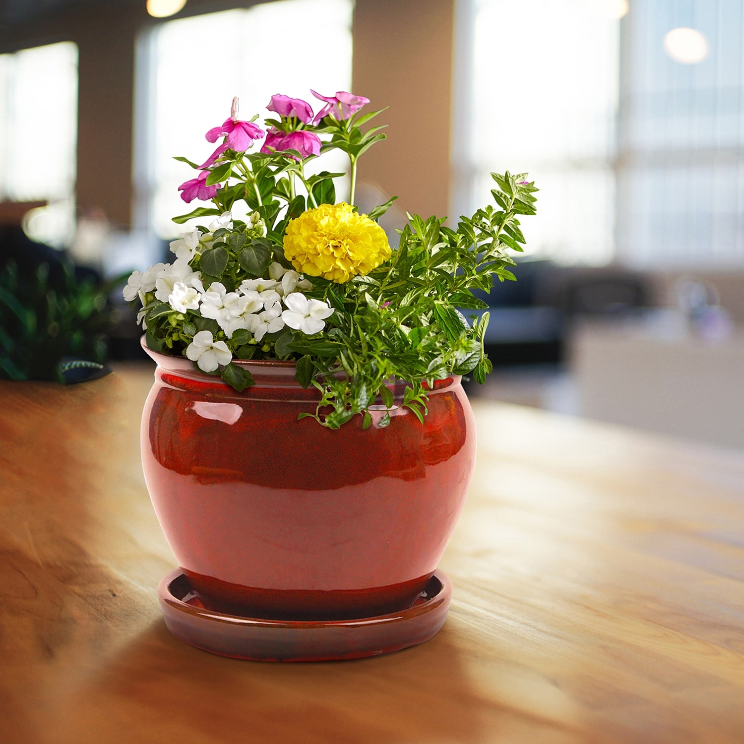 ブランテリア Southern-Patio-Wisteria-8-Inch