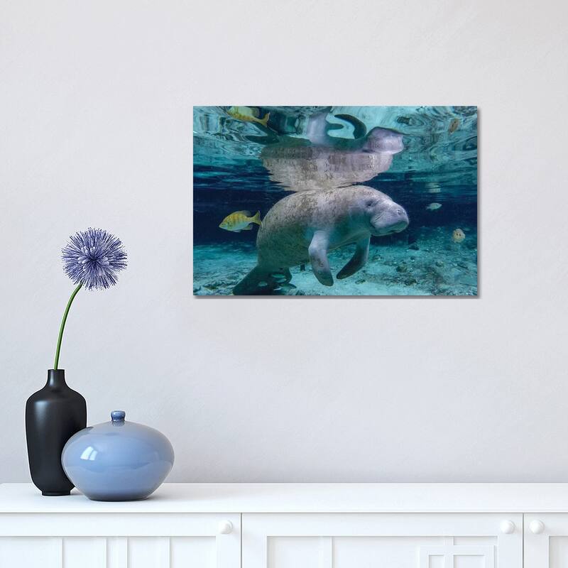 iCanvas "Florida Manatee" by Eric Fisher Canvas Print - 12x18x1.5