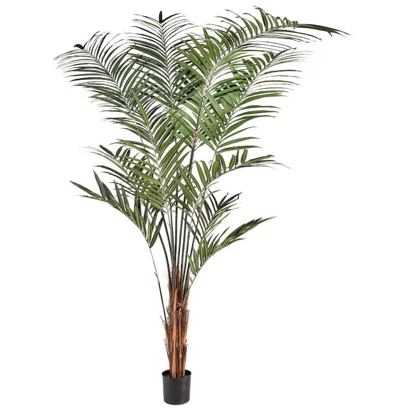 Potted Uv Treated Kentia Palm 10' - 10"