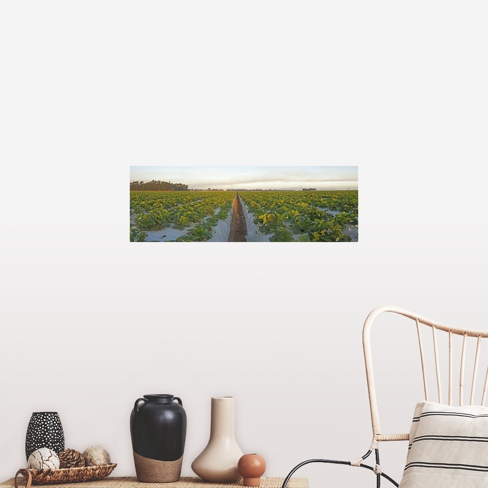 Shop Cultivated Strawberry Field Oxnard Ventura County California Poster Print Overstock 16894076