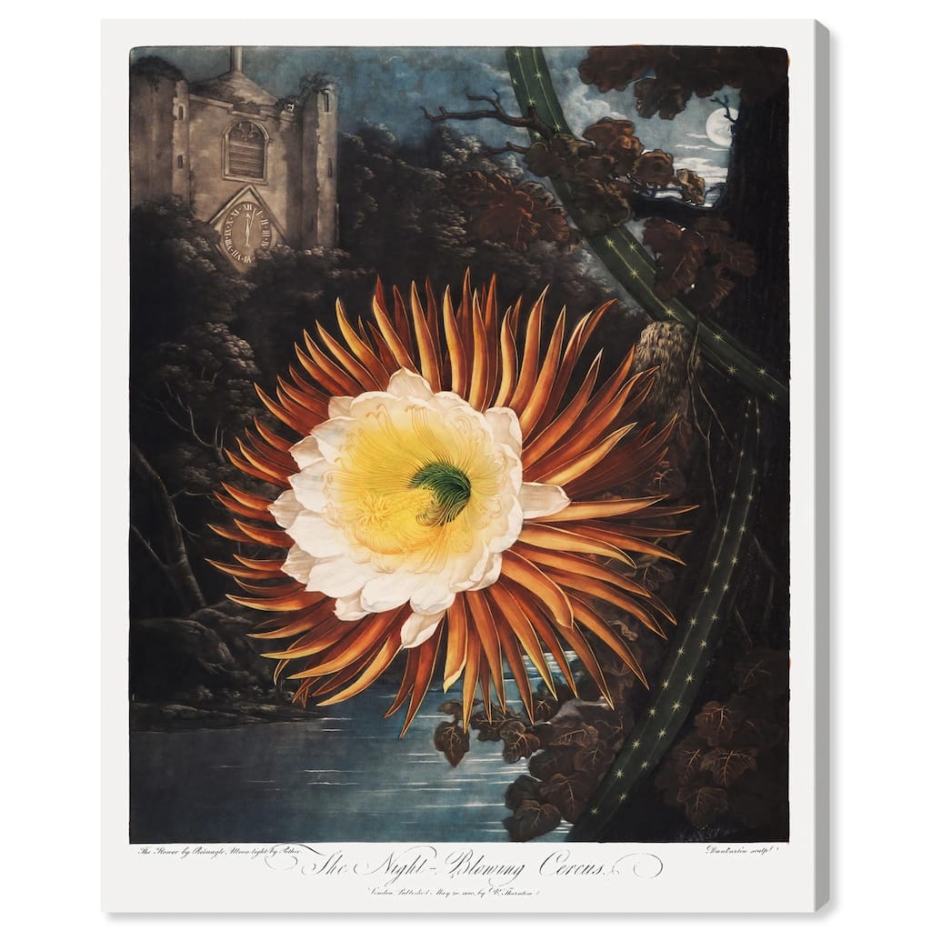 Night-Blowing Cereus 1807 Canvas by Art Remedy, Gallery Wrapped