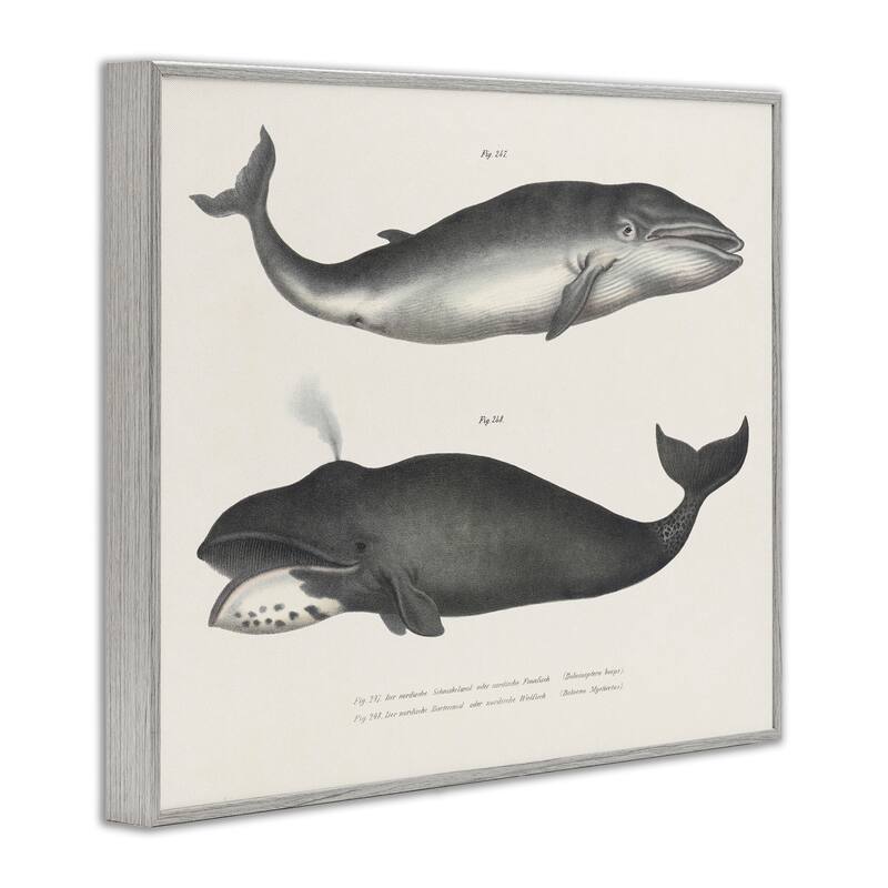 Stupell Vintage Whale Study Diagrams Framed Giclee Art Design By Phillipa Katz