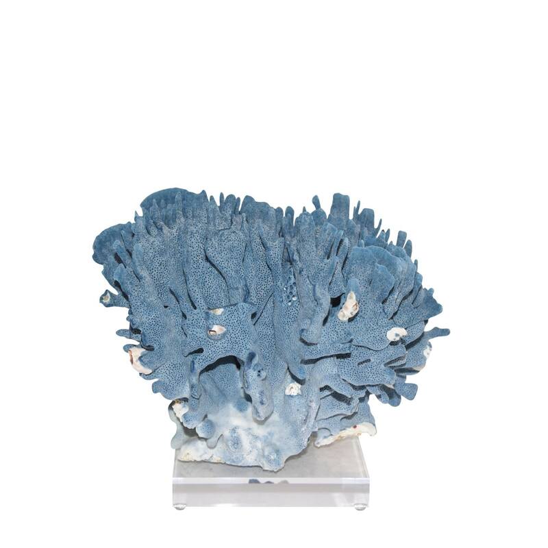 Blue Coral 12-15 Inch On Acrylic Base