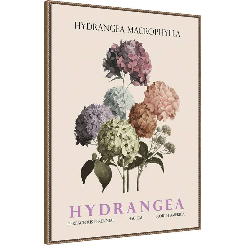 Vintage Botanical Hydrangea Illustration by Christopher Giampietro Framed Canvas Wall Art Print
