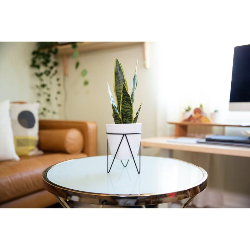 15.25" Snake in 4.75" WH Pot in BK Metal Stand