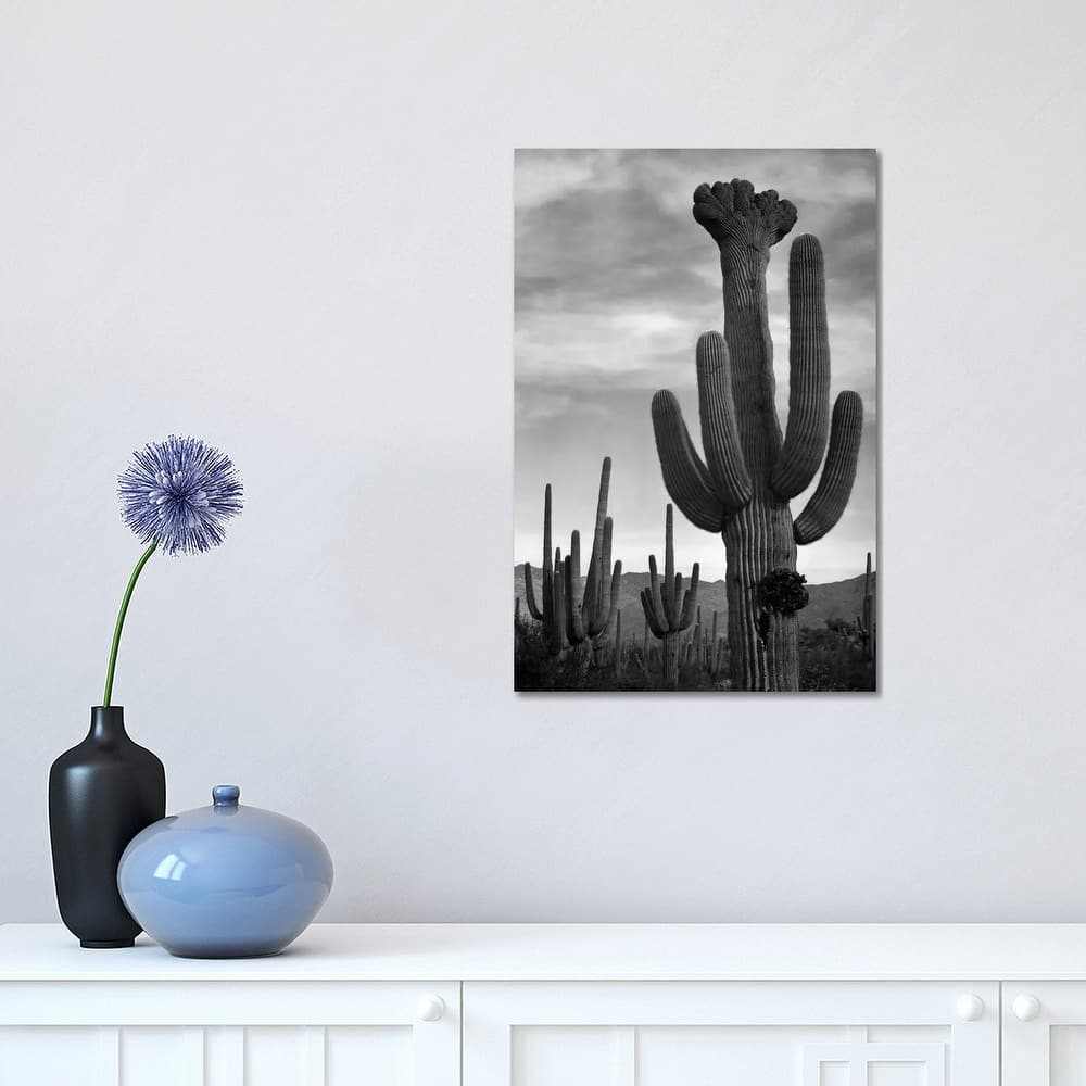 iCanvas "Saguaros, Saguaro National Monument" by Ansel Adams Canvas Print