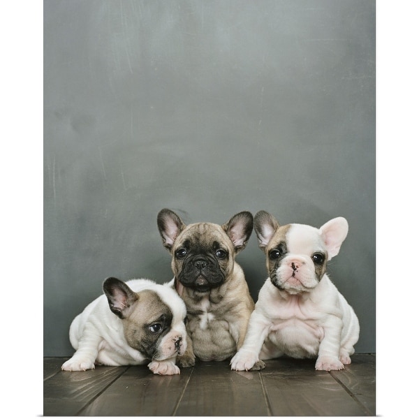 "Three French bulldog puppies sitting on a wooden floor" Poster Print