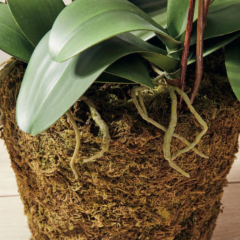 Phalaenopsis Orchid Drop-In 36" with Root Ball - White