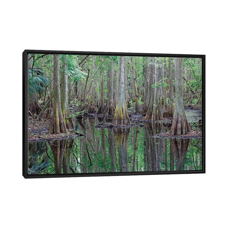 iCanvas "Bald Cypress Trees In Flooded Swamp, Highlands Hammock State Park, Florida" by Scott Leslie Framed Canvas Print - Black - 26x40