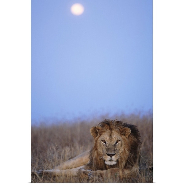 "Lion resting in Masai Mara National Reserve, Kenya" Poster Print
