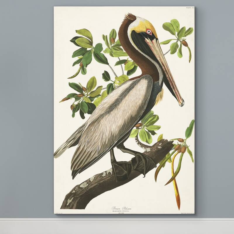 Pl 251 Brown Pelican -Premium Gallery Wrapped Canvas