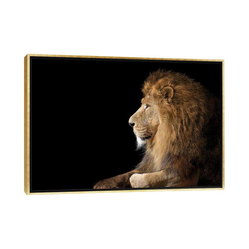 iCanvas "African Male Lion On Black" by Adrian Vieriu Framed - Gold - 18x26