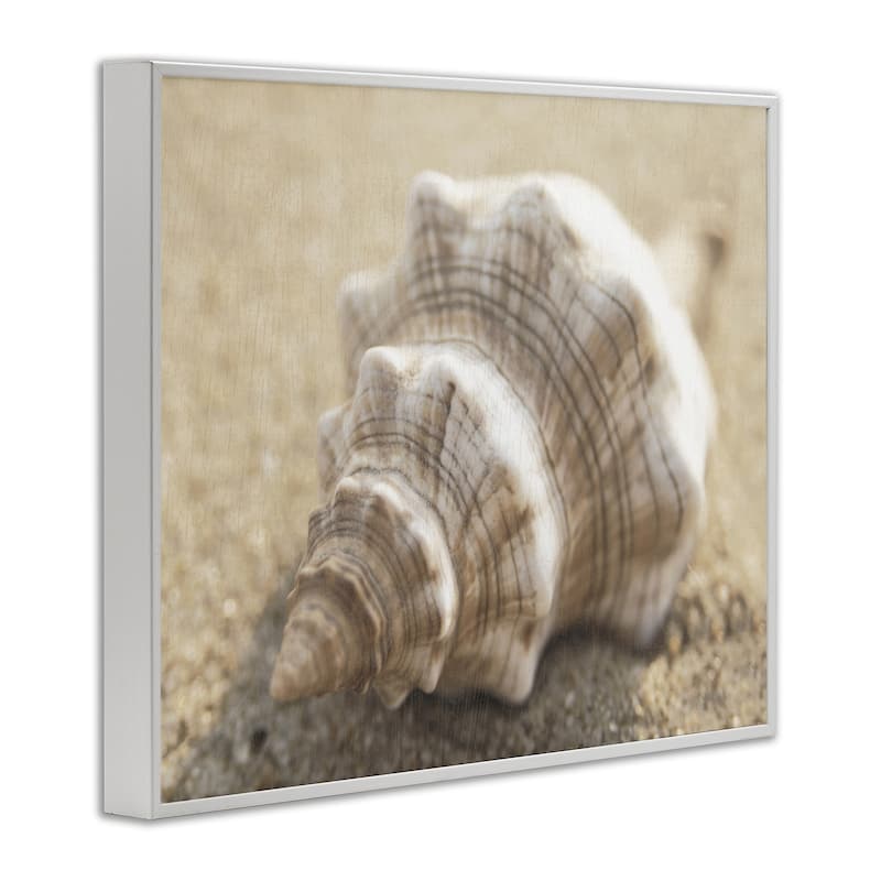 Stupell Neutral Tone Conch Shell Framed Giclee Art Design By Dora Rotondella