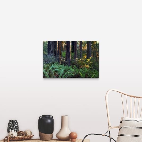 Shop Ferns Growing Among Redwood Trees Redwood National Park California Canvas Wall Art Overstock 16882202