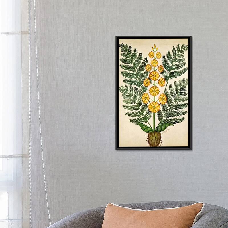 iCanvas "Fern with yellow flowers, plate from a seed merchants in Oisans " by French School Framed