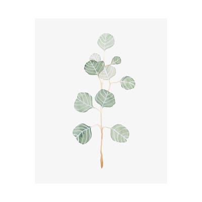 Soft Eucalyptus Branch II (40 x 50) Canvas Art Print