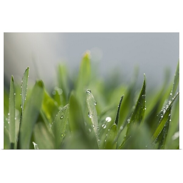 "Morning dew" Poster Print