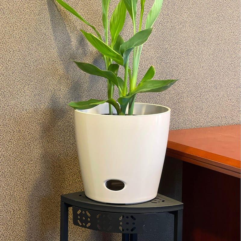 10" Round Self-Watering Indoor/Outdoor Bamboo Pot