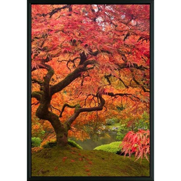 Shop Easy Art Prints William Sutton S Japanese Maple In Fall