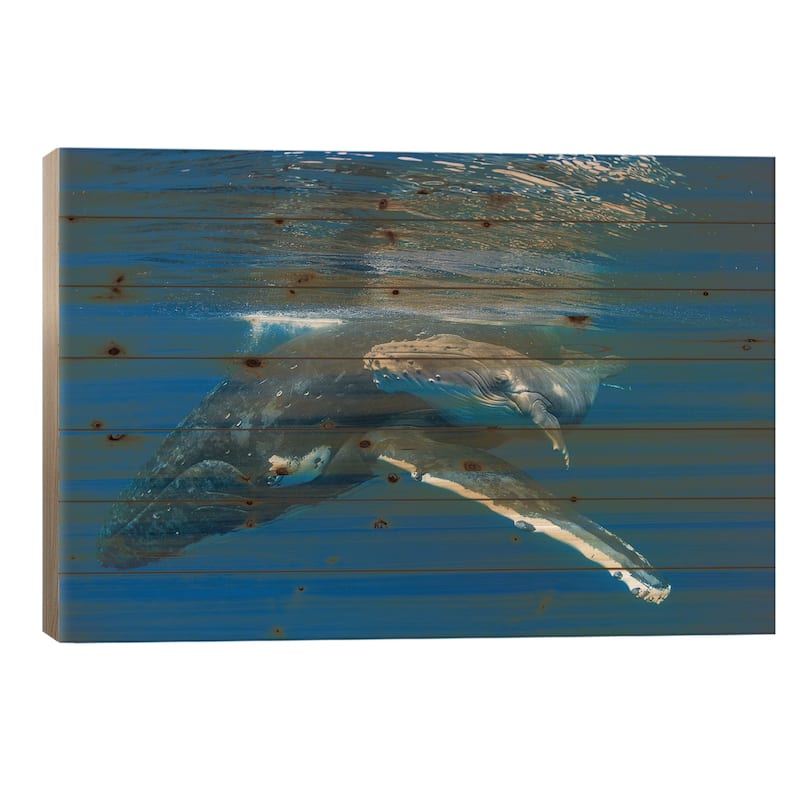 Humpback Whale Mother With Four Day Old Calf, Tonga Print On Wood by Suzi Eszterhas - Multi-Color - 26x40x1.5