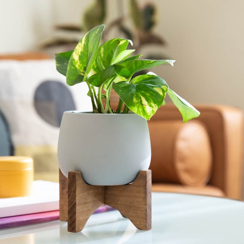 4.8" Soft-Touch Round Ceramic W/ Wood Stand