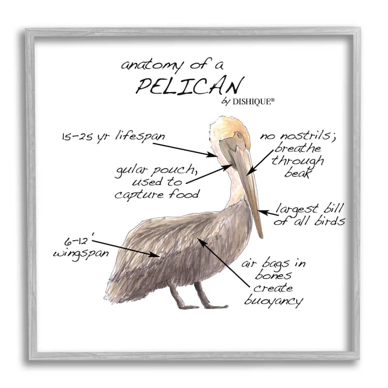 Stupell Pelican Sea Bird Animal Educational Anatomy Diagram Framed Wall Art, Design by Dishique - Beige