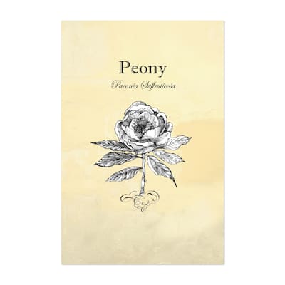 Peony Flower Botanical Illustration 1 Line Drawings Art Print/Poster ...