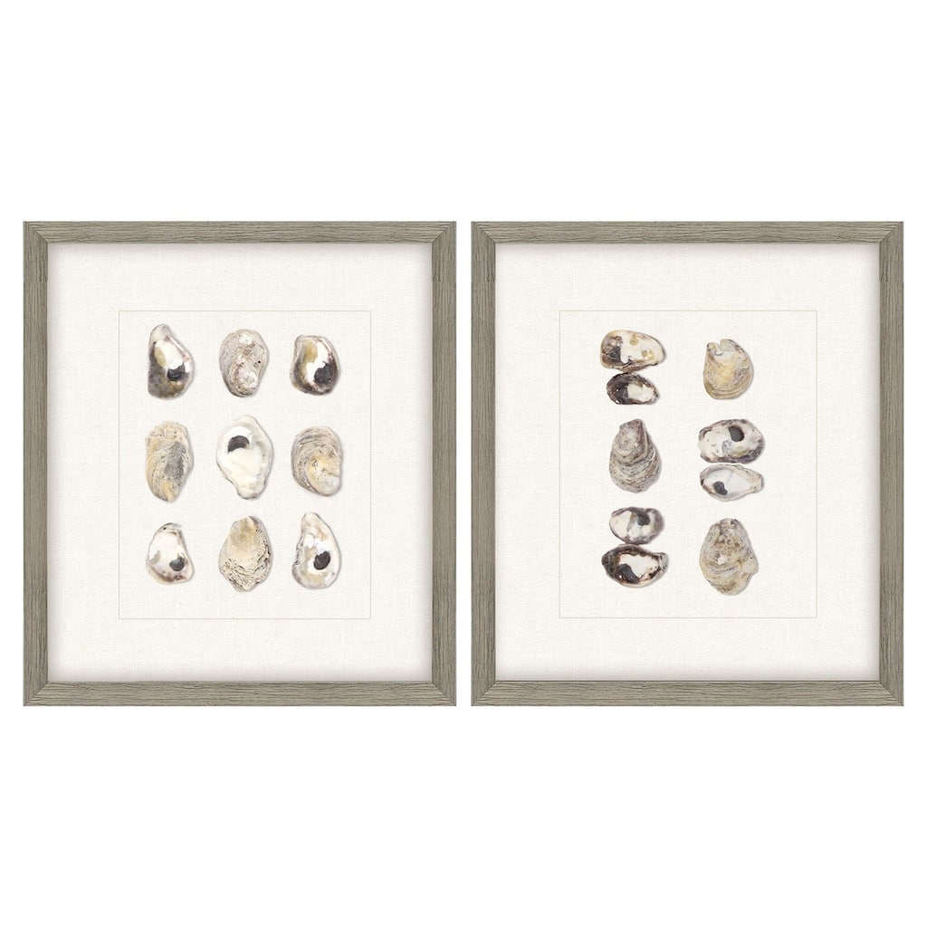 Shell Series S/2 Framed Exclusive Mixed Media Under Glass - Multi-Color